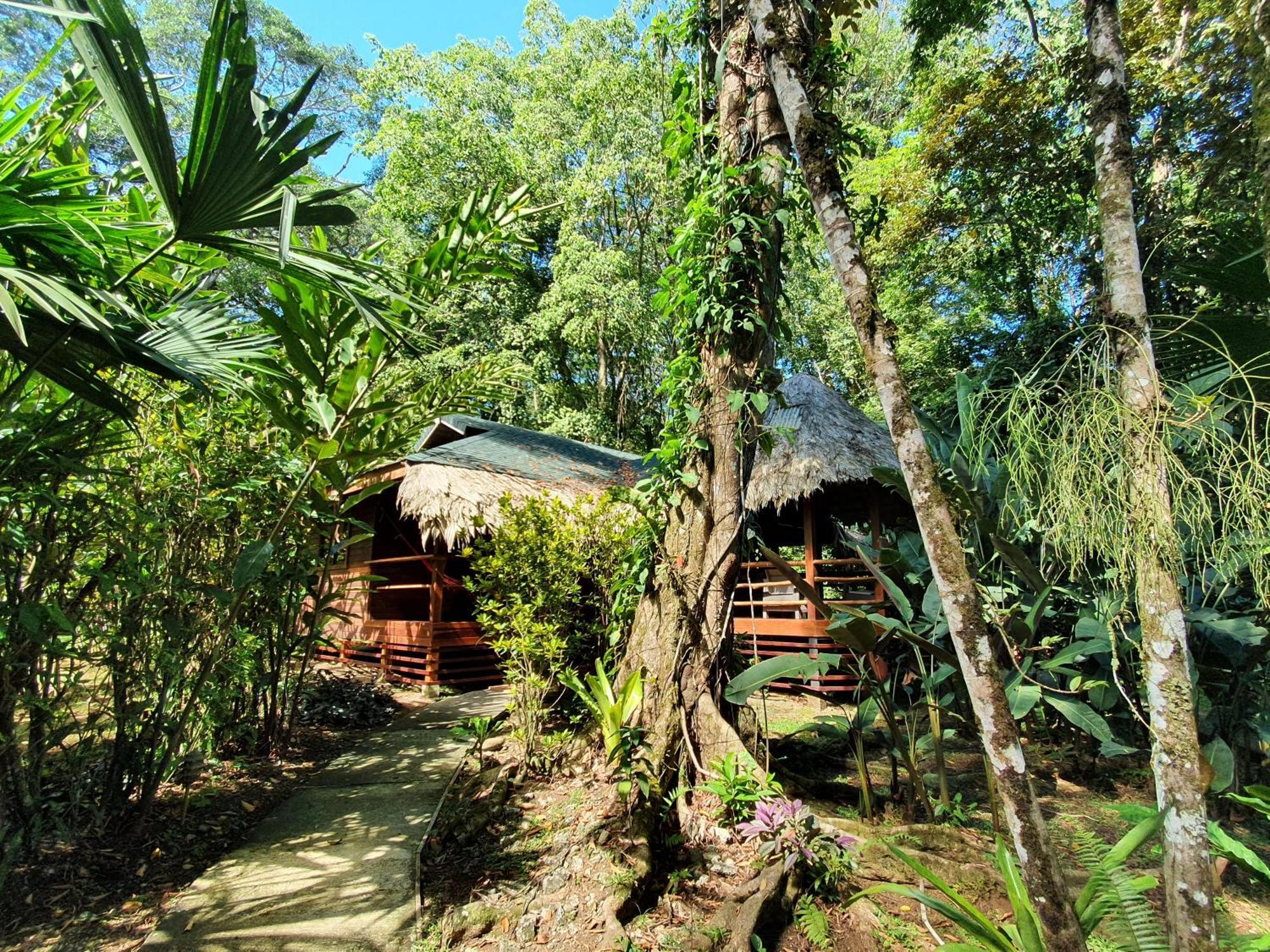 Cariblue Beach And Jungle Resort Puerto Viejo de Talamanca Cameră foto